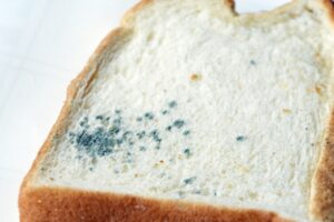 カビの生えた食パン