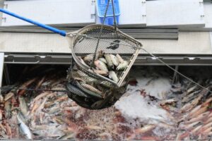 秋鮭の水揚げ