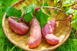 芋掘り後のさつまいもは干すと甘くなる？