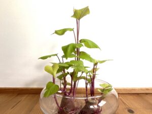 芽が出たさつまいもは観賞用として楽しめる
