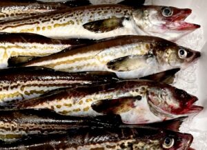 白身魚フライの主役はスケトウダラ