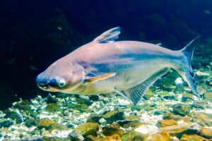 パンガシウスは養殖が主流