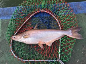 外食で急増中のパンガシウス(バサ)