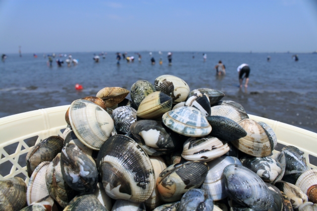 潮干狩りの貝を鮮度抜群で持ち帰る方法