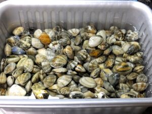 潮干狩り完璧な砂抜き手順