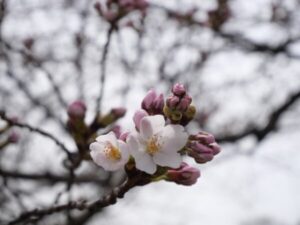 開花から満開まで