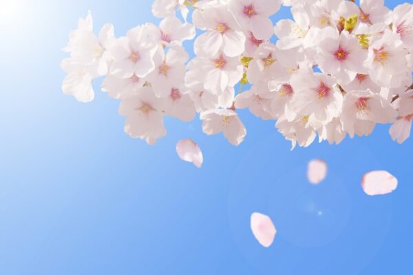 桜の見頃はいつ？開花から満開・散るまでの日数