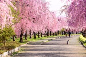 枝垂桜
