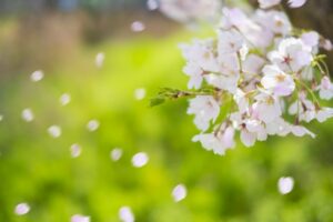 満開から散り始め