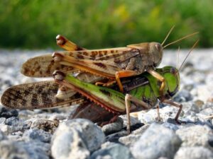 オスの習性を利用した伝統の「バッタ釣り」