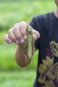 バッタが弱らない正しい持ち方と注意点