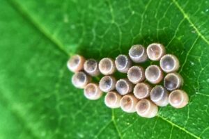 茶褐色〜黒っぽい粒