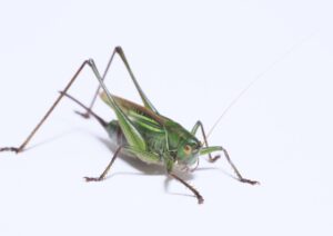 キリギリス