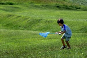 網で捕まえる時の必勝テクニック「カマキリ作戦」