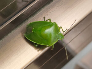 カメムシの臭いは「出させない」が鉄則!