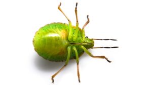 カメムシも自分の臭いでショック死!