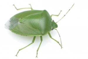 ツヤアオカメムシ