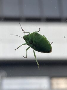 ツヤアオカメムシ フロントガラス