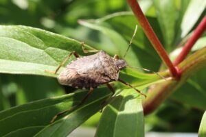 クサギカメムシ