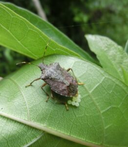 白〜薄緑色の丸い粒