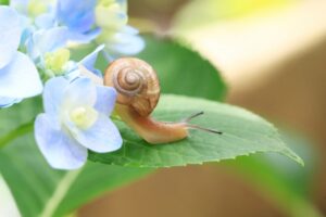 カタツムリがアジサイの葉っぱを食べない理由