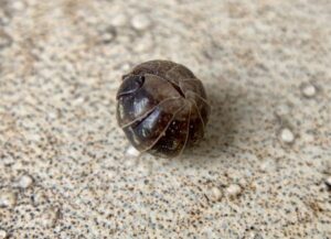 お団子のように綺麗な球体へと丸くなるのがダンゴムシ