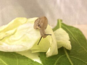 カタツムリの餌は「少し大きめ」が食べやすい