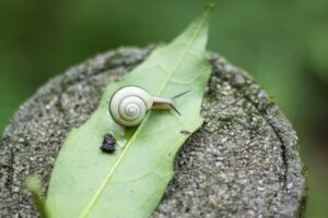 食べた餌の色で「フンの色」が変わる不思議